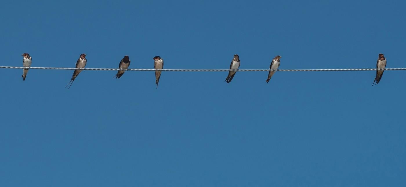 birds on power lines