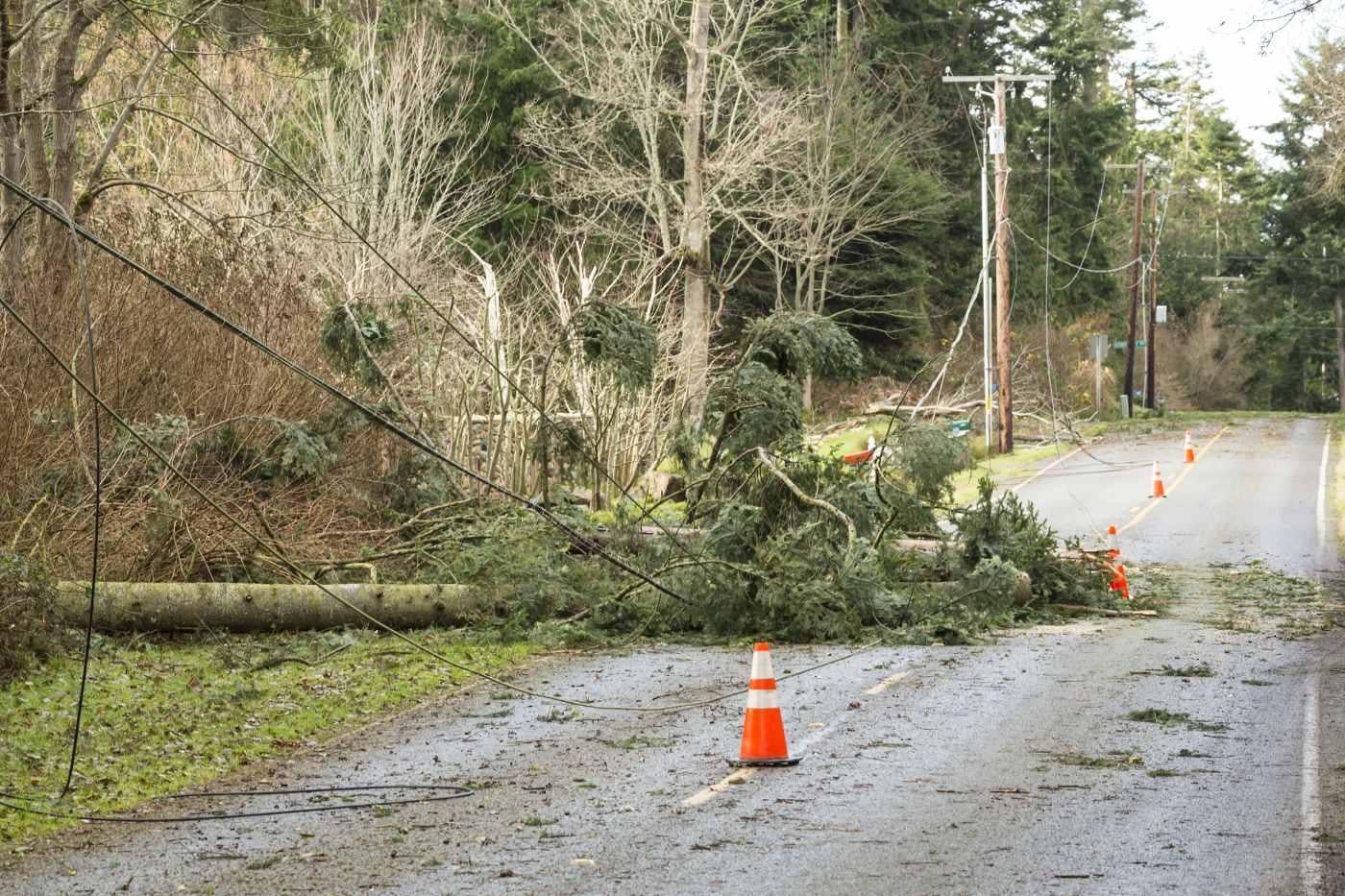 downed power line by tree