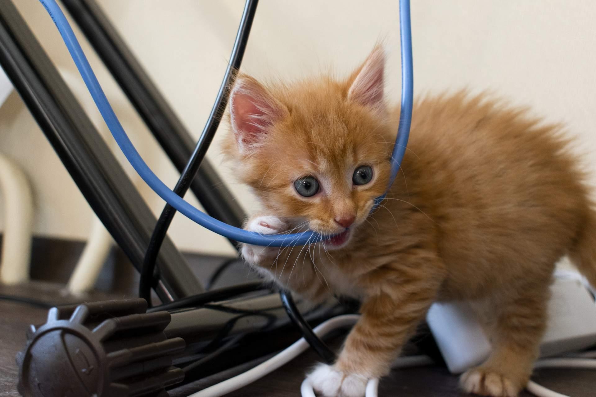 kitten chewing cord