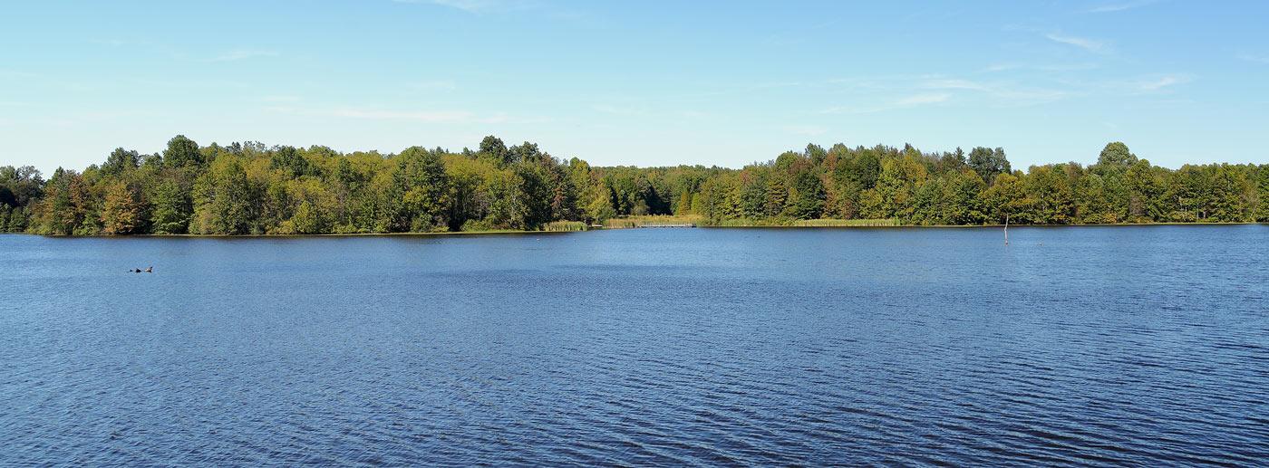 lake with trees