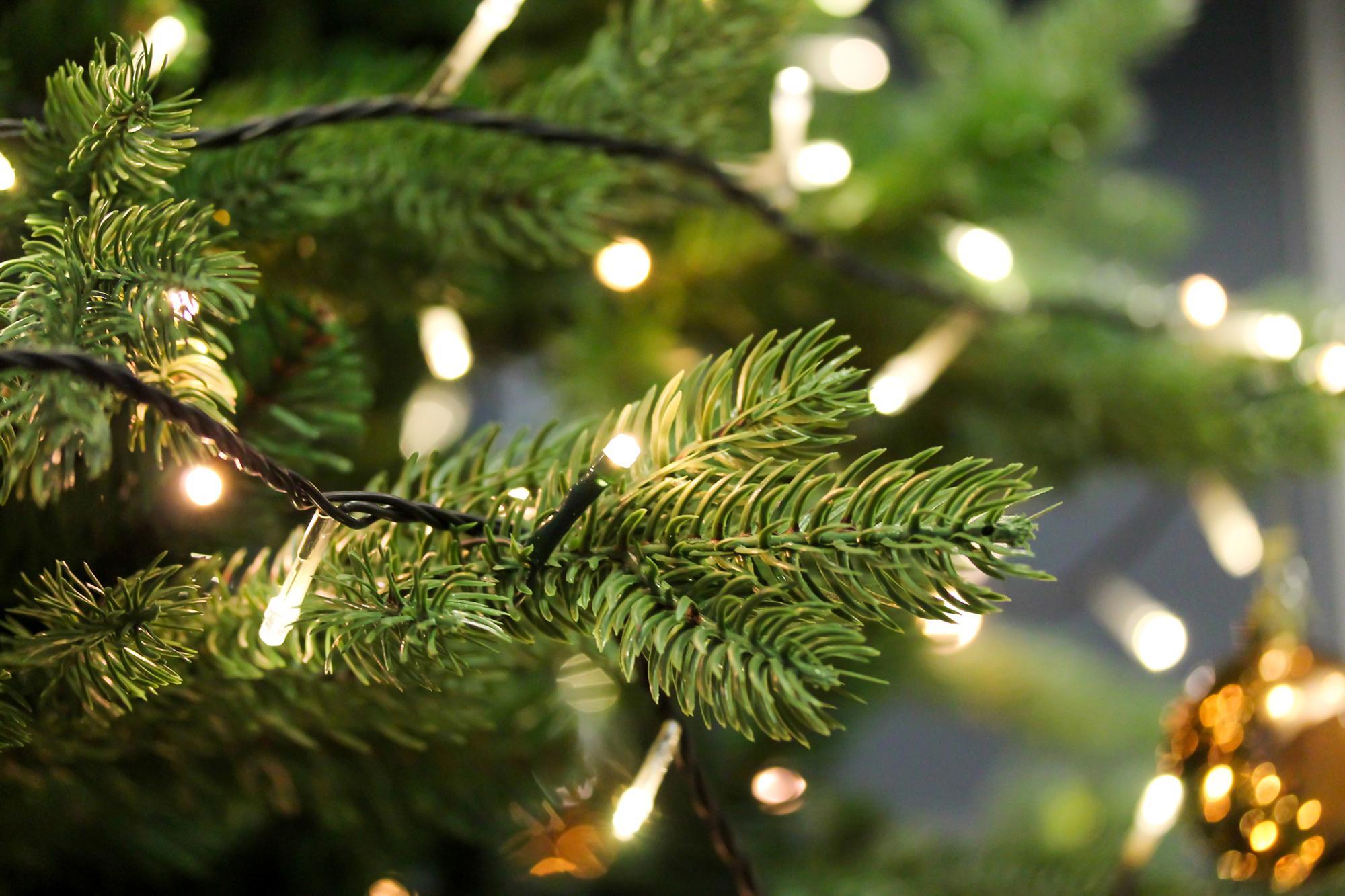 Close up of pine tree lit with small white lights
