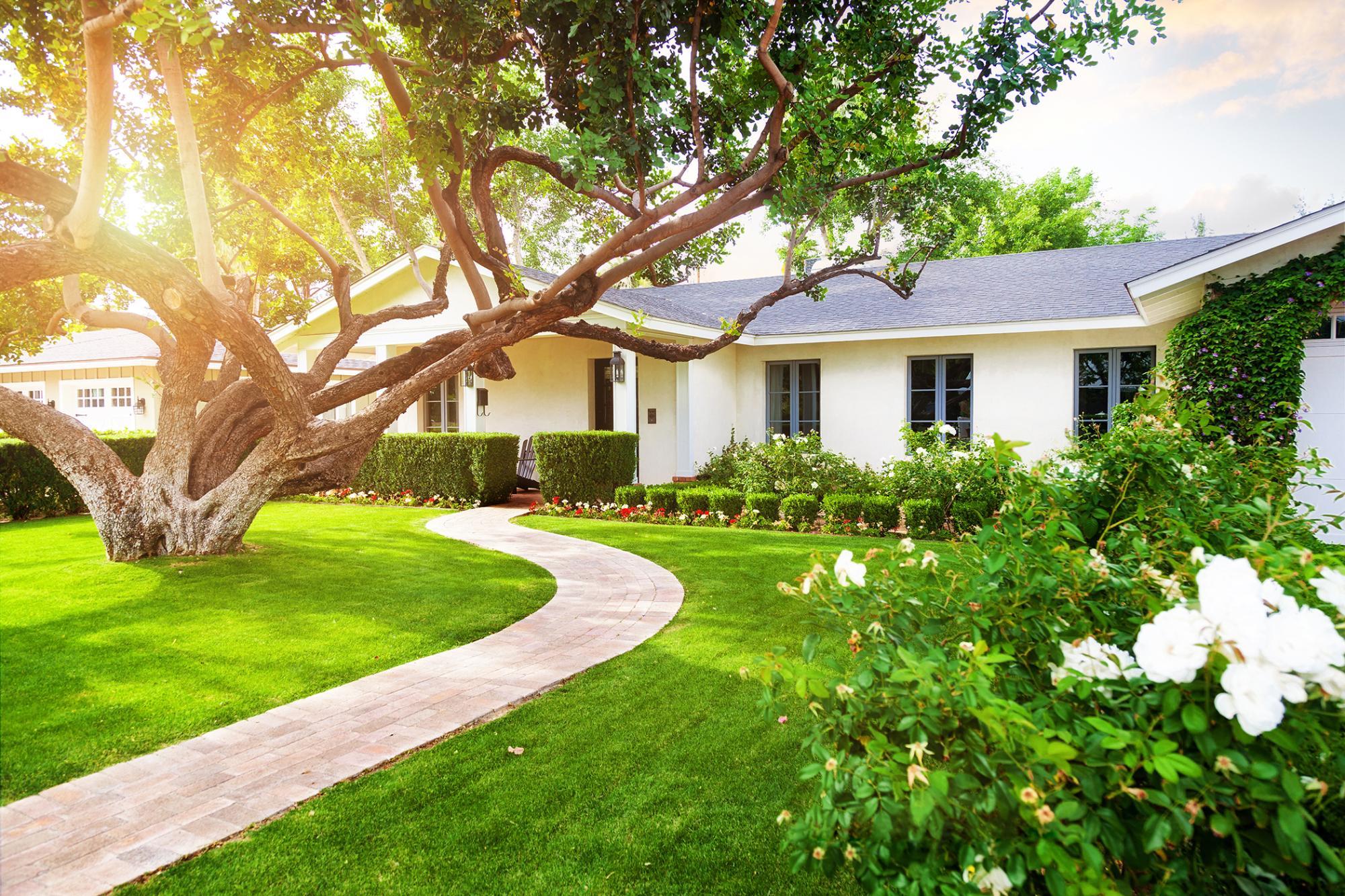 White one level home with old tree green grass and trimmed shrubs in front