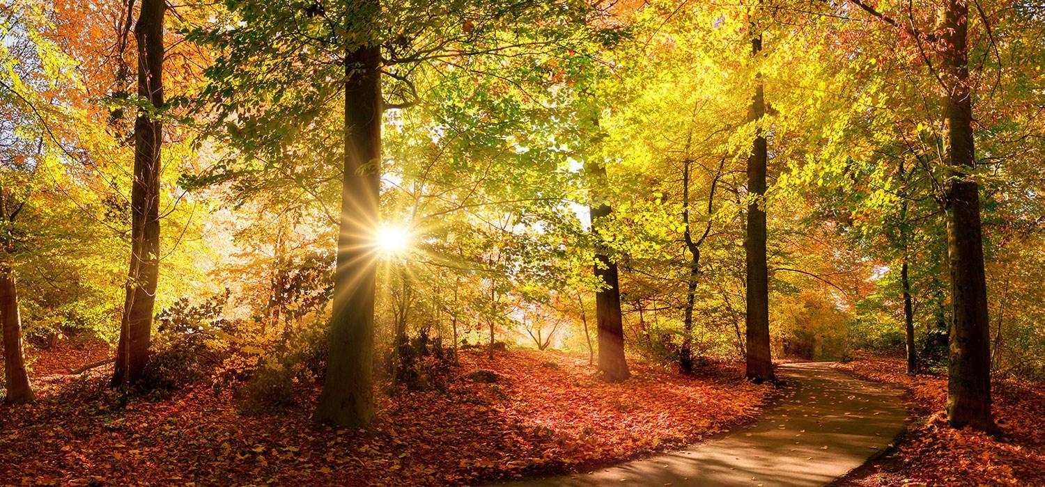 fall