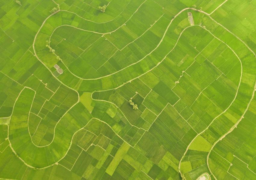 Green field.