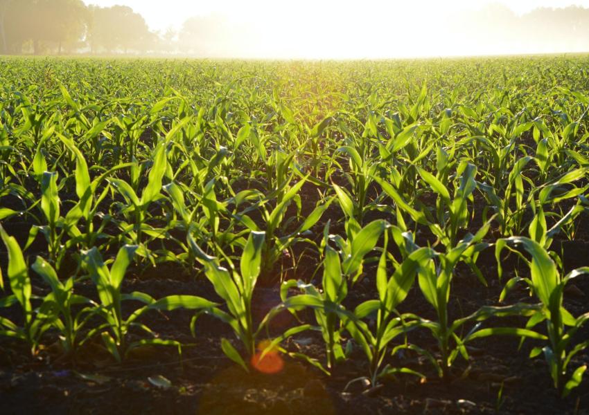 Field of crops.